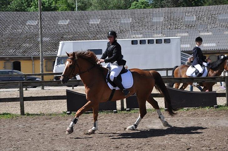 Tysk Oldenburger Lifestyle - Taget af Mathilde Mijakowski billede 5