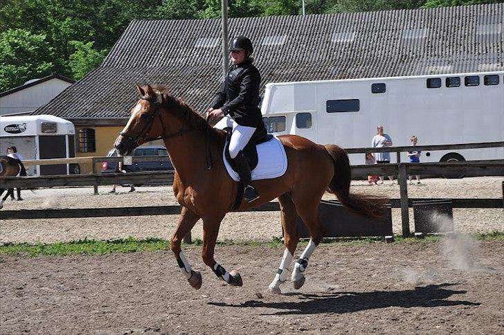 Tysk Oldenburger Lifestyle - Taget af Mathilde Mijakowski billede 6