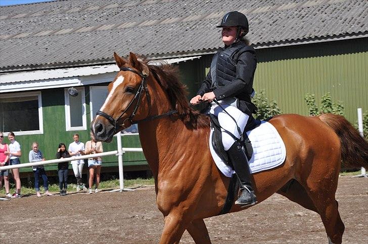 Tysk Oldenburger Lifestyle - Taget af Mathilde Mijakowski billede 7