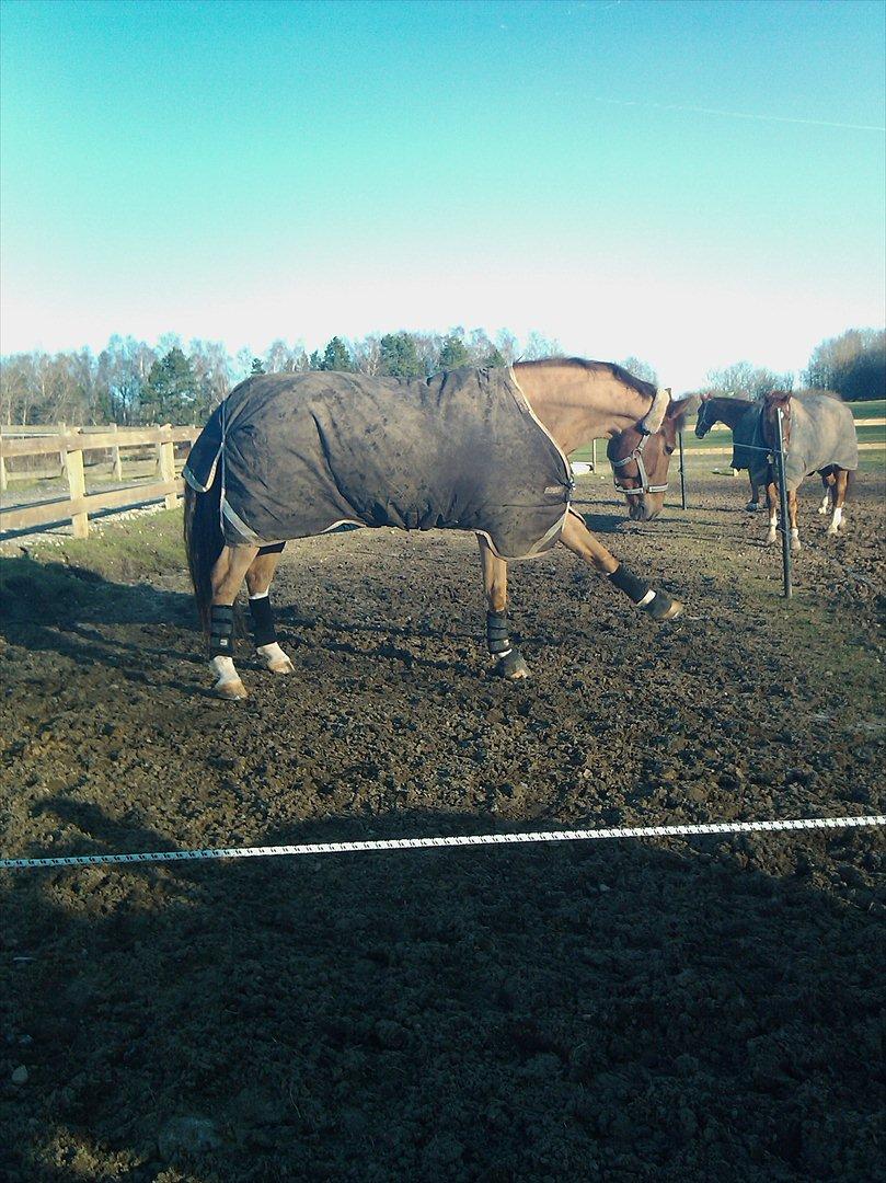 Tysk Oldenburger Lifestyle billede 8