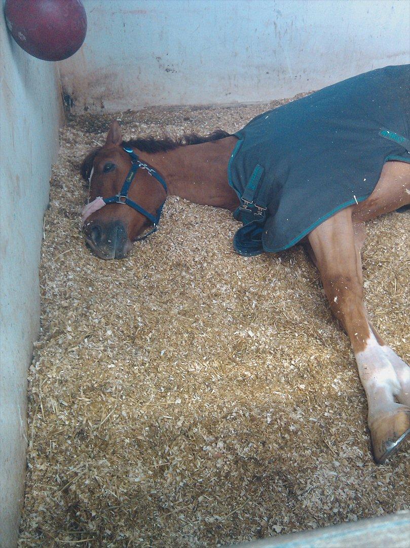 Tysk Oldenburger Lifestyle billede 11