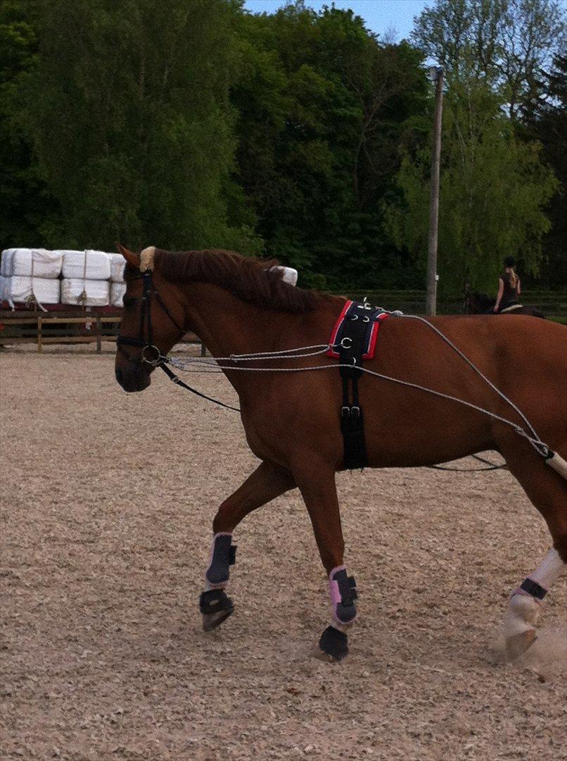 Tysk Oldenburger Lifestyle billede 12