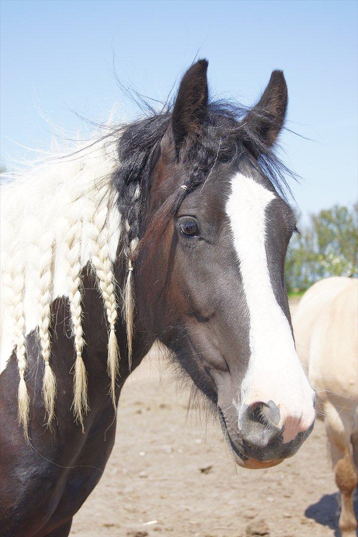 Irish Cob Blue Bell billede 2