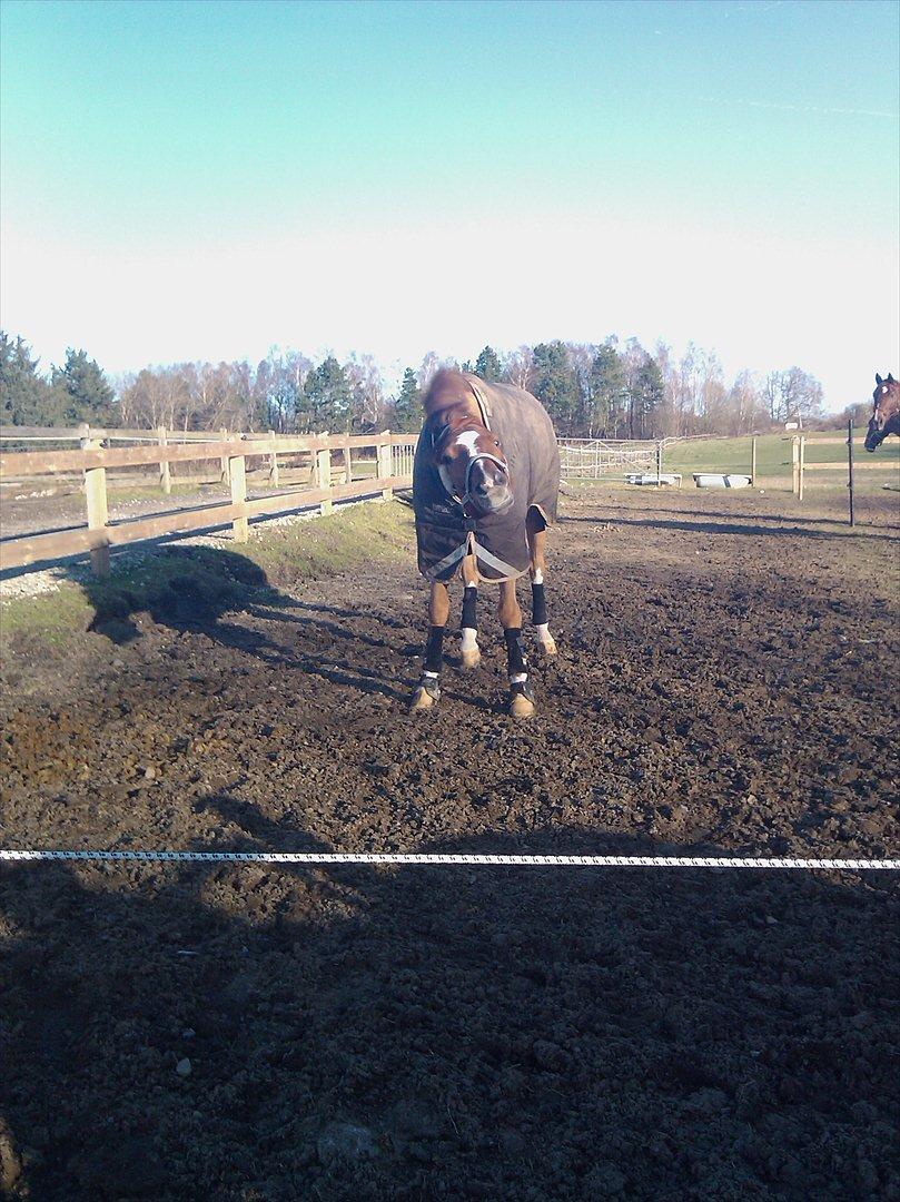 Tysk Oldenburger Lifestyle billede 14