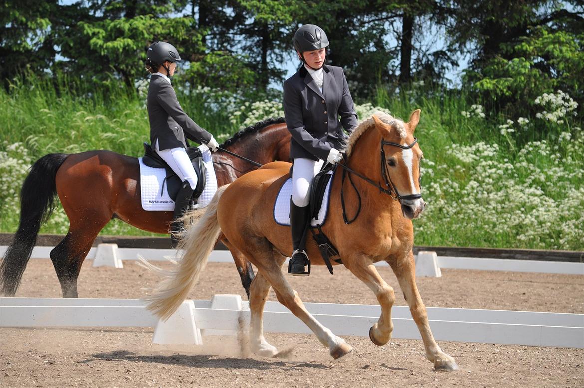 Tyroler Haflinger Story - C-stævne i Tinglev 2012 billede 2