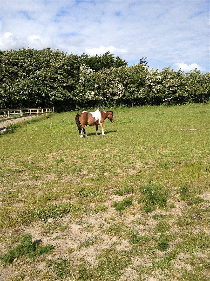 Pinto klaus billede 6