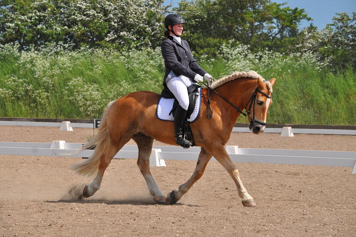 Tyroler Haflinger Story - Stævne i Tinglev :-)
 billede 12