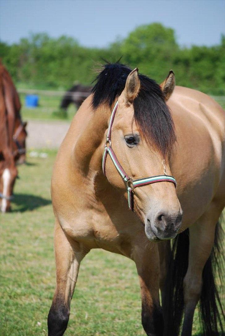 Anden særlig race Trunte min stjerne<3 Rest in peace <3 - 8# Trunte sommerfold 2012 - foto Majken billede 8