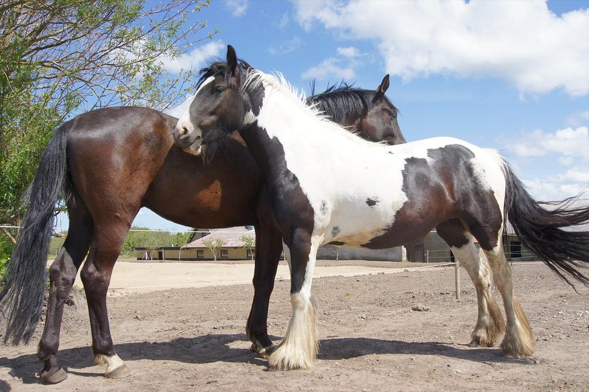 Irish Cob Blue Bell billede 9