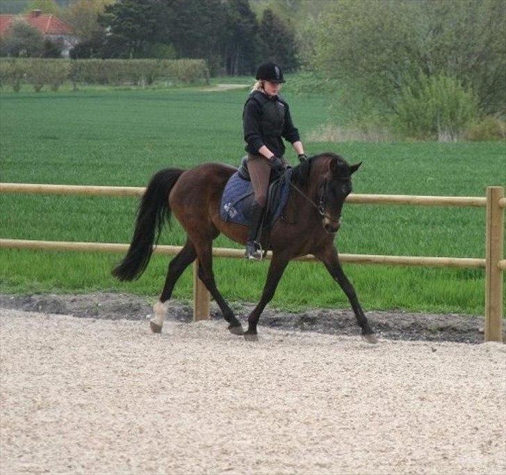 DSP Klintens Czarina billede 2