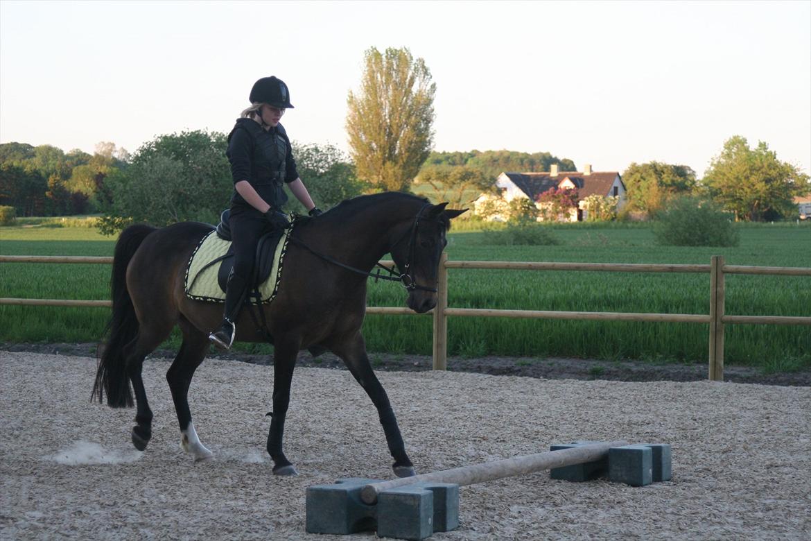 DSP Klintens Czarina billede 3