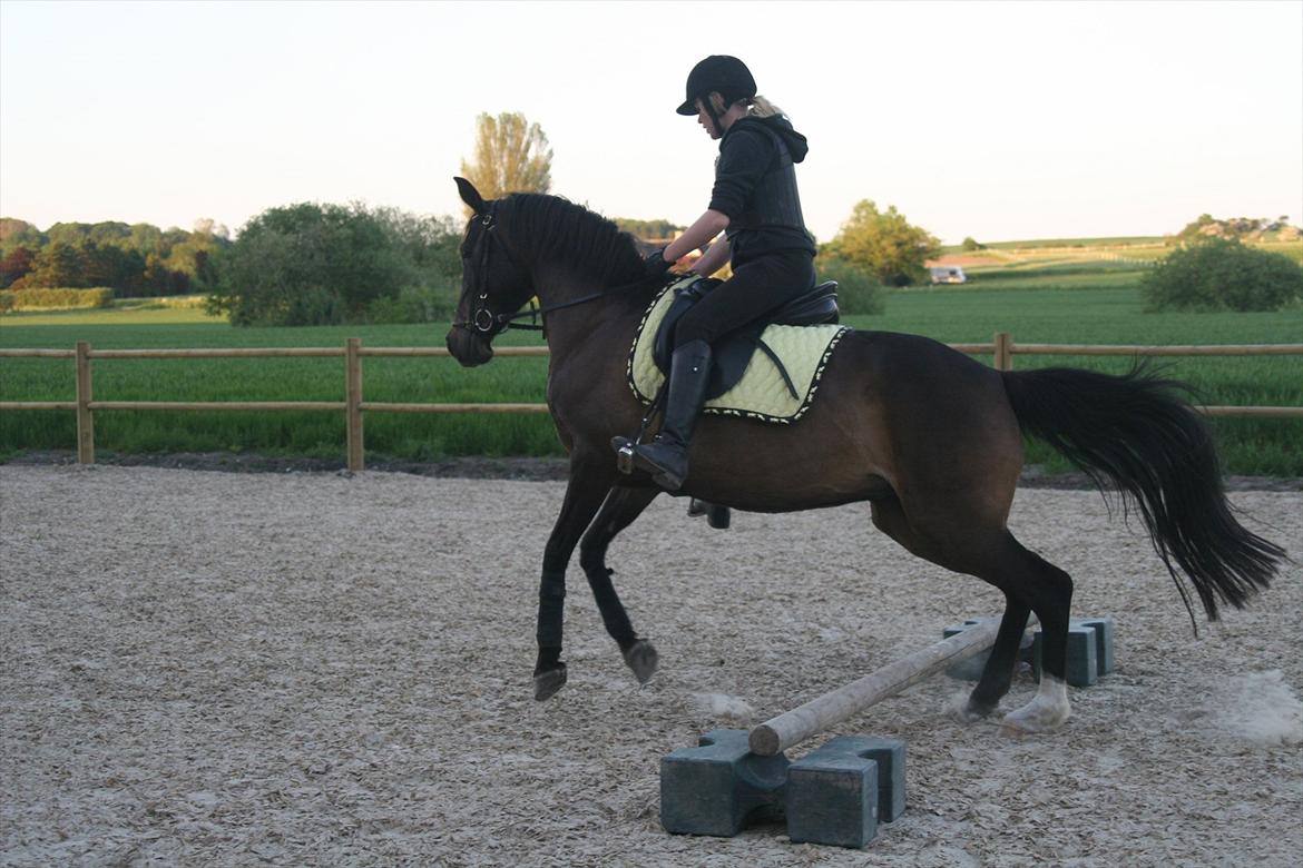 DSP Klintens Czarina - den var hun ikke klar på :-P billede 5