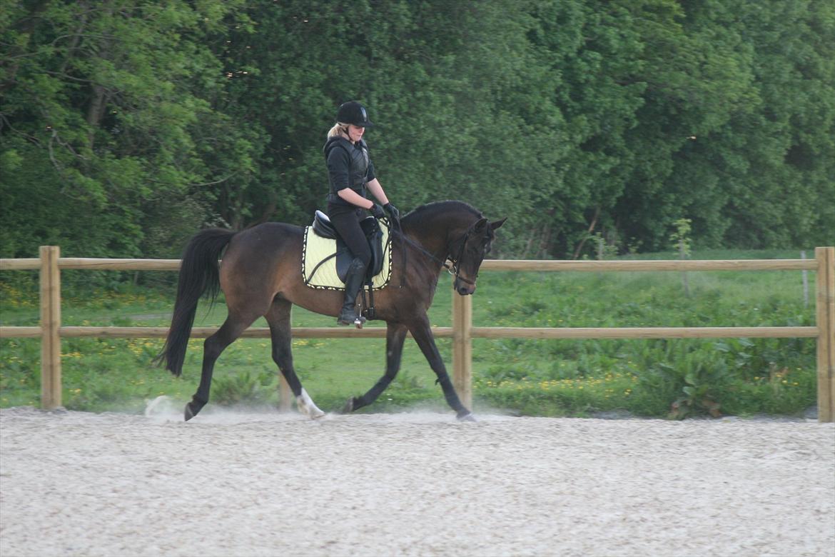 DSP Klintens Czarina billede 6