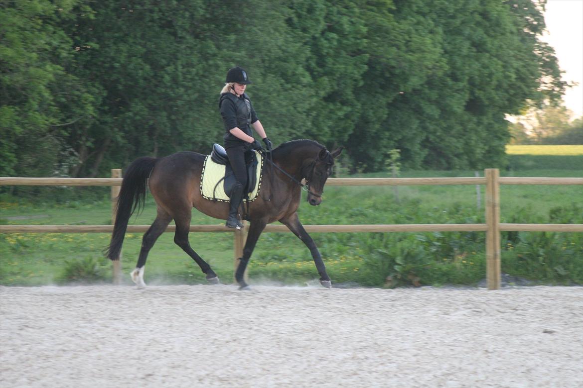 DSP Klintens Czarina billede 7