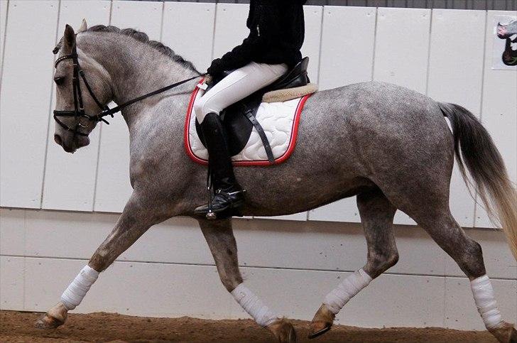 Anden særlig race Mc. Zoya Z - Zoya & Line <3 billede 13