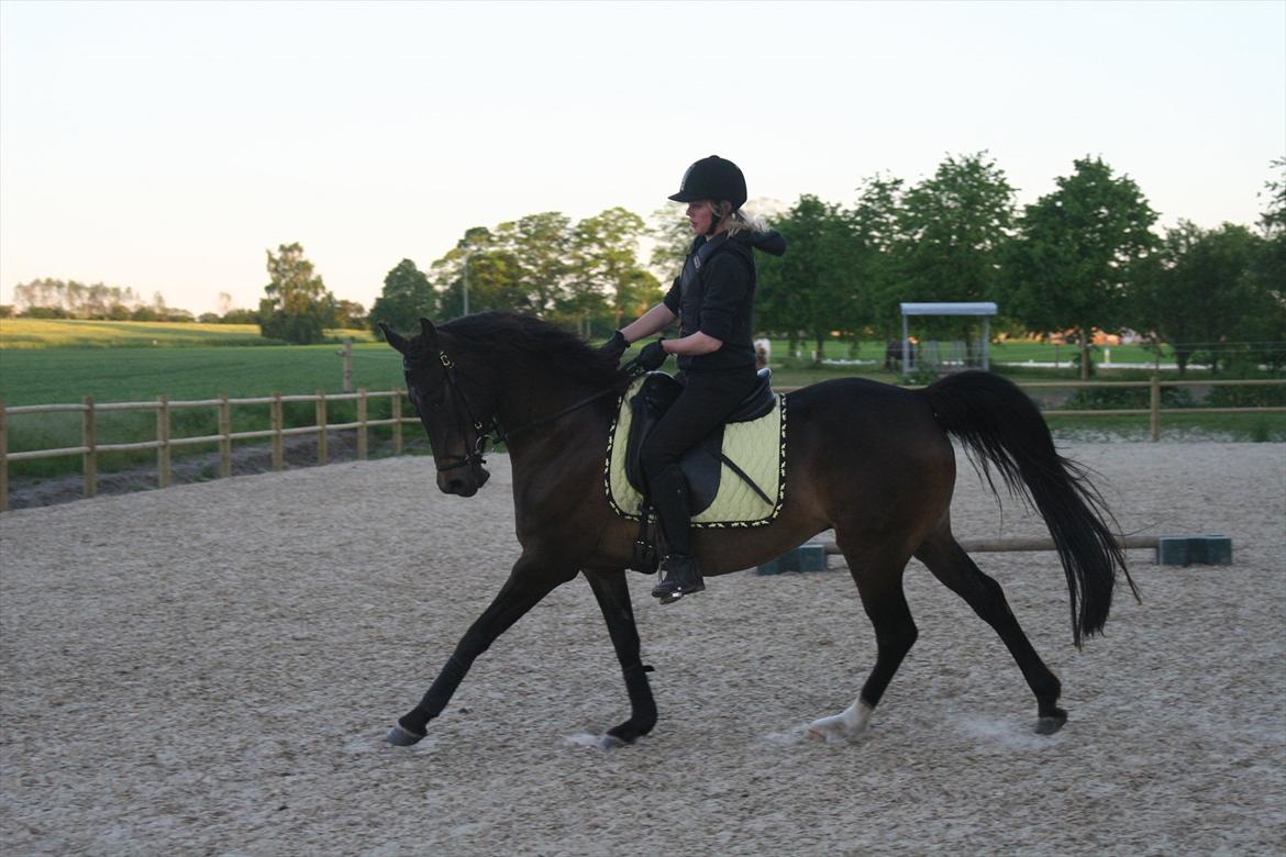 DSP Klintens Czarina billede 10