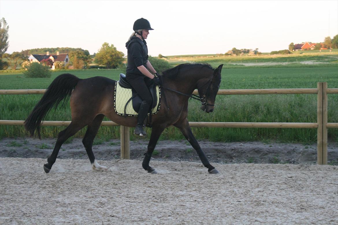 DSP Klintens Czarina billede 11