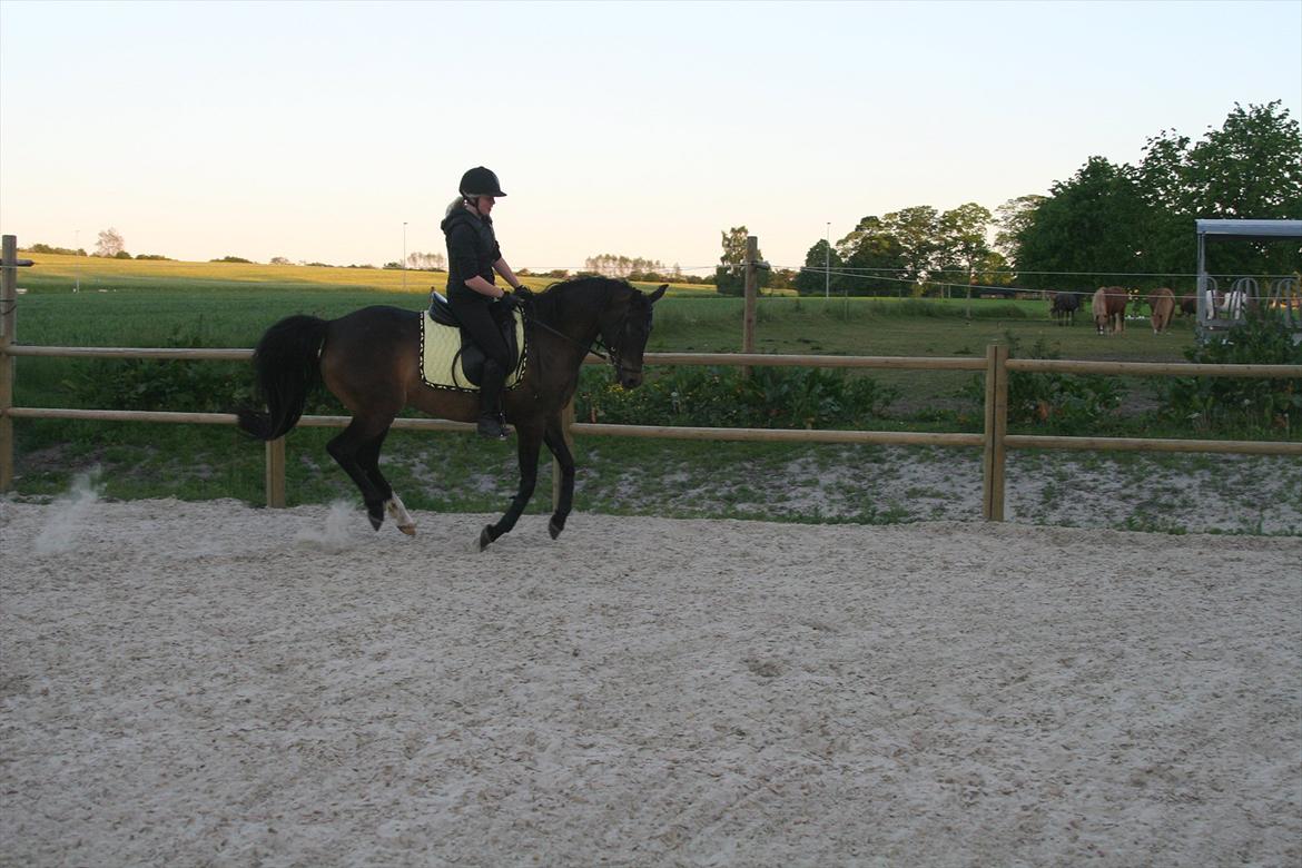 DSP Klintens Czarina billede 13