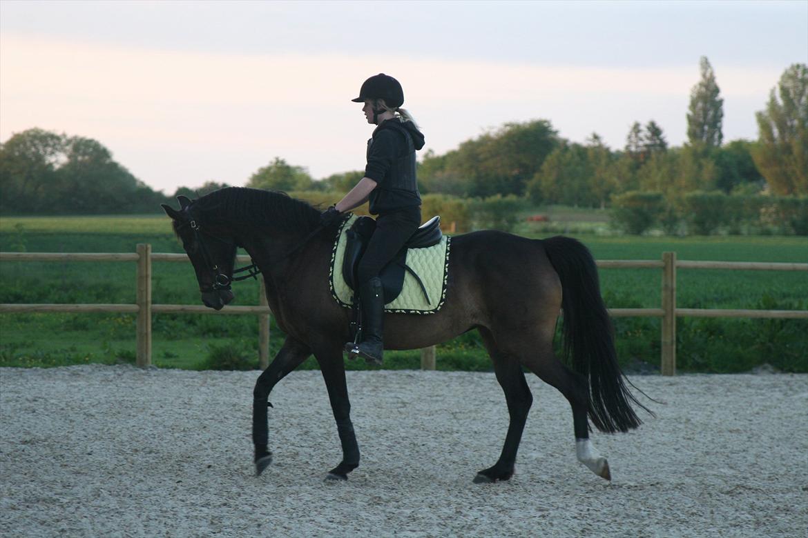 DSP Klintens Czarina billede 14