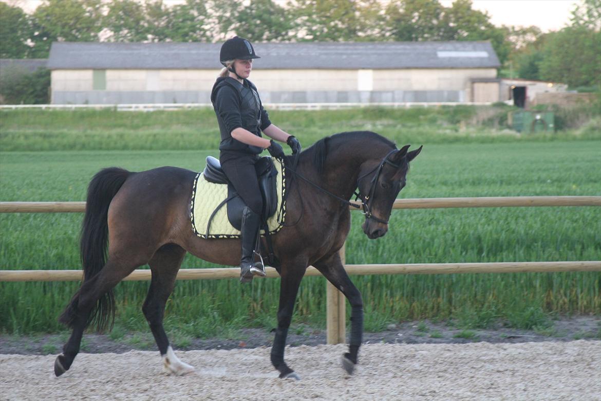 DSP Klintens Czarina billede 1