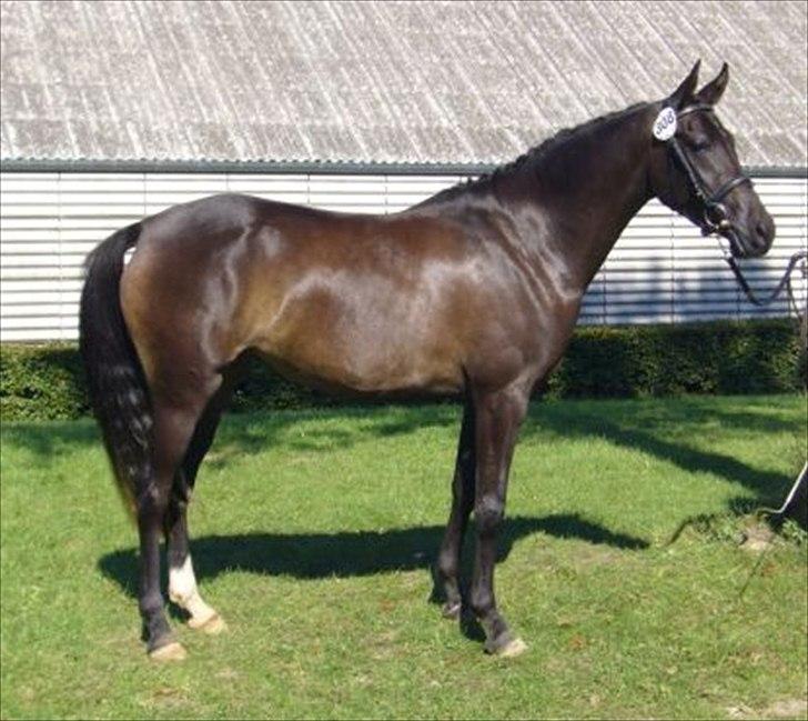 DSP Klintens Czarina billede 12