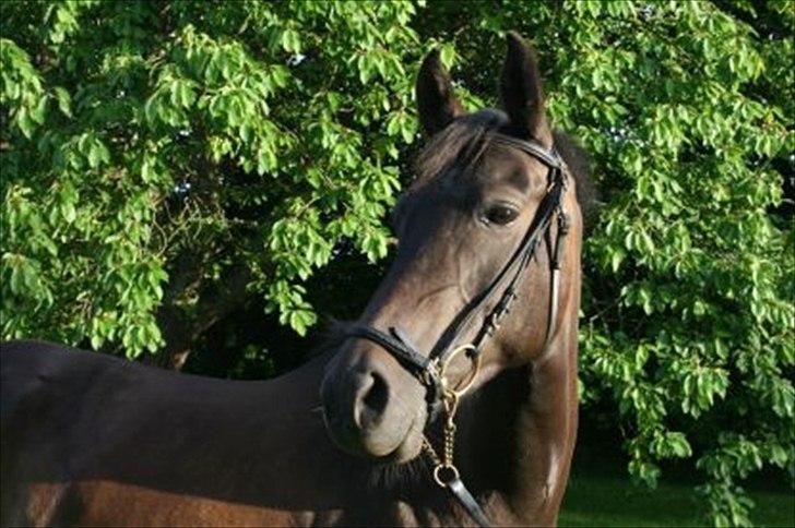 DSP Klintens Czarina billede 8