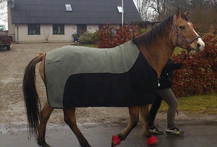 Anden særlig race ronja billede 7