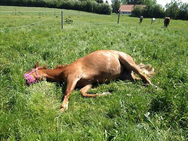 Frederiksborg Chica - GADETØSEN! <3 - Det er dejlig blødt at sove i græsset <3
Chicamusen!!

- OBS - Hun har et forsnævret spiserør, derfor kan hun ikke tåle bare at kaste græs ind, uden at få tykket det ordenligt, derfor går hun med mundkurven, når de er på græs! billede 5