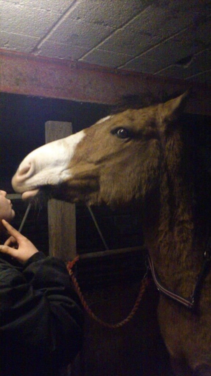 Anden særlig race ronja billede 14