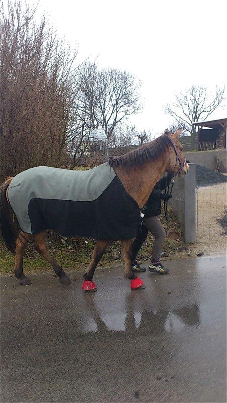 Anden særlig race ronja billede 17