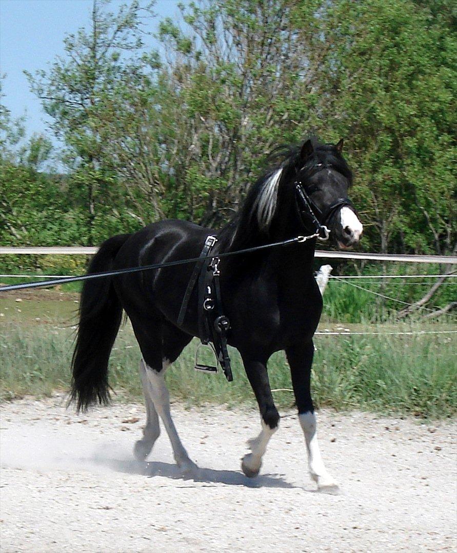 Pinto Piilgaardens Lamborghini <3 * HINGST * billede 3