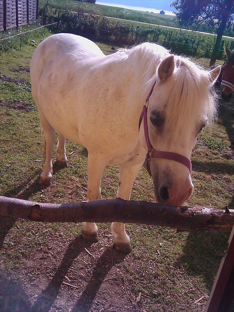 Anden særlig race Bella <3 Hvil i fred  <3 - 29.05.12 billede 12