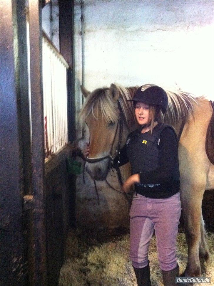 Fjordhest Oscar (rideskole pony) - 13 ) ja mit hoved er ikke så pænt på billedet billede 8