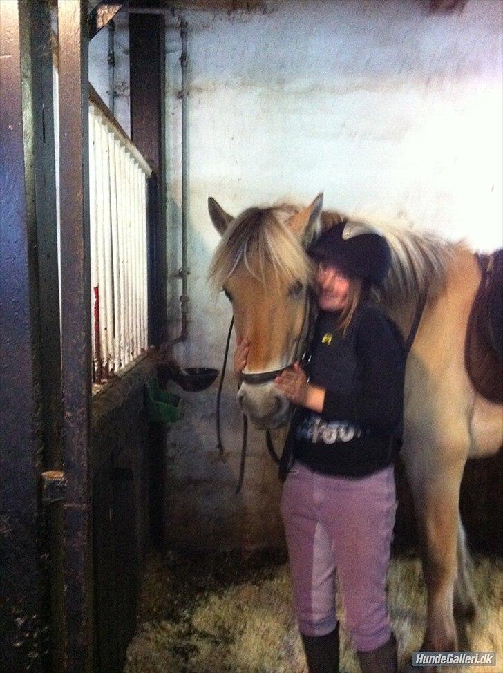 Fjordhest Oscar (rideskole pony) - 14 )krammer billede 9