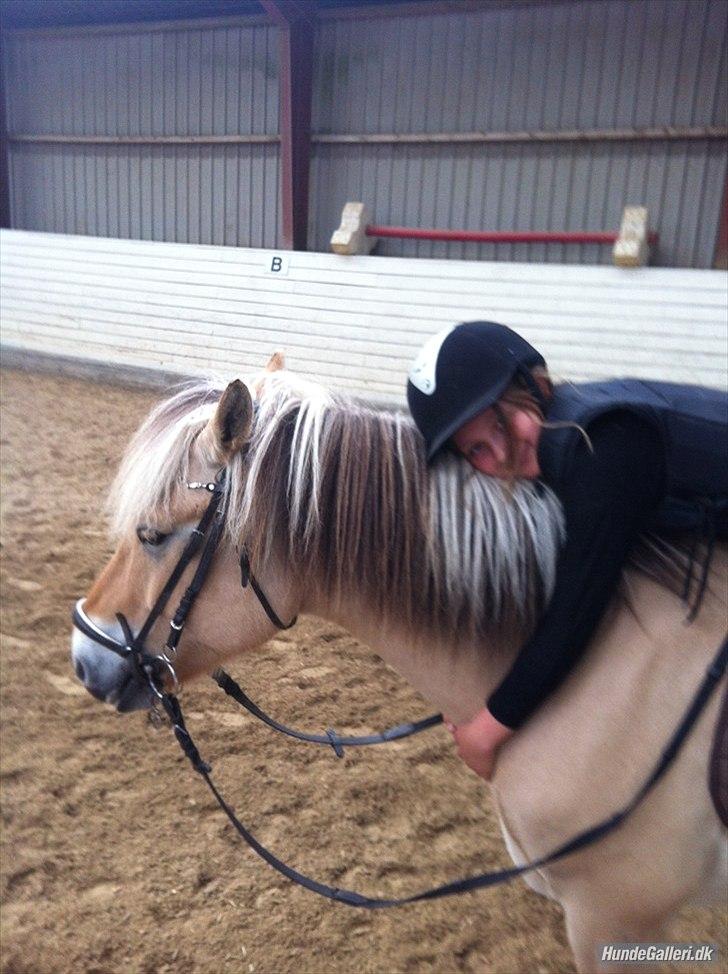 Fjordhest Oscar (rideskole pony) - 18 )  jeg vil aldrig væk fra dig <3 billede 13