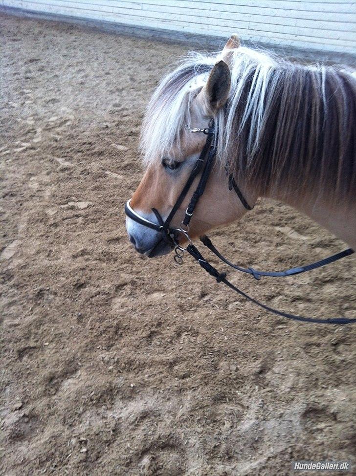 Fjordhest Oscar (rideskole pony) - 15 ) nu du trat billede 10