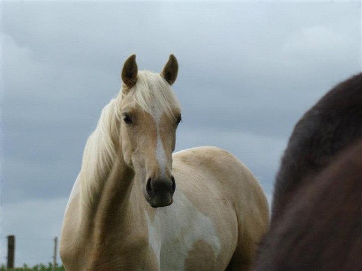 Welsh Partbred (Sec F) Brattensborgs Safran billede 16