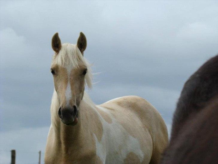 Welsh Partbred (Sec F) Brattensborgs Safran billede 17
