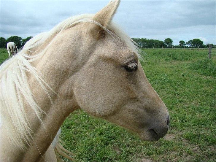 Welsh Partbred (Sec F) Brattensborgs Safran billede 18