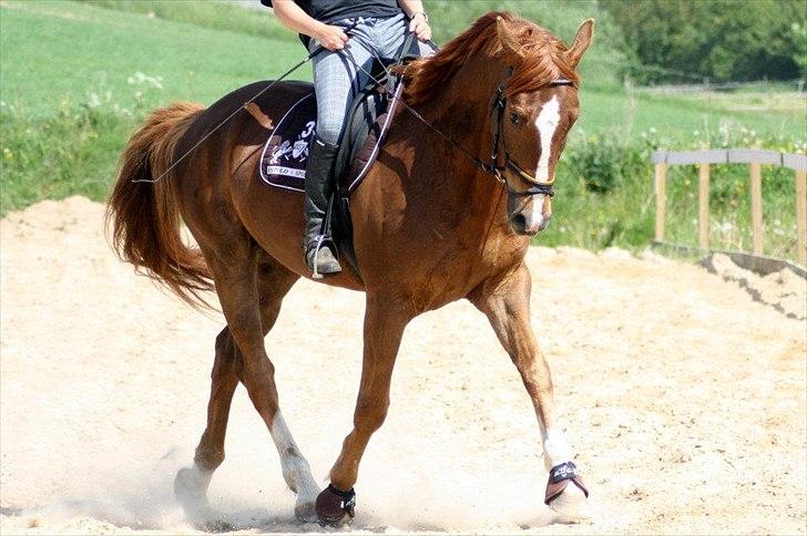 Tysk Varmblod romeo herkules/solgt billede 8