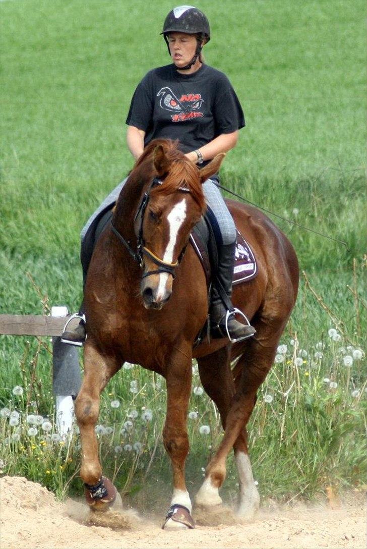 Tysk Varmblod romeo herkules/solgt - efter 2 mdr pause billede 7