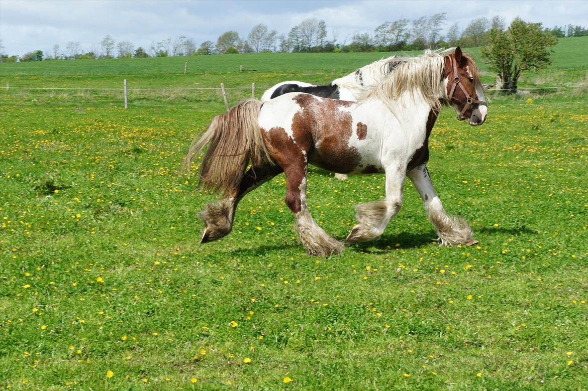 Tinker Angus Mac Oc billede 12