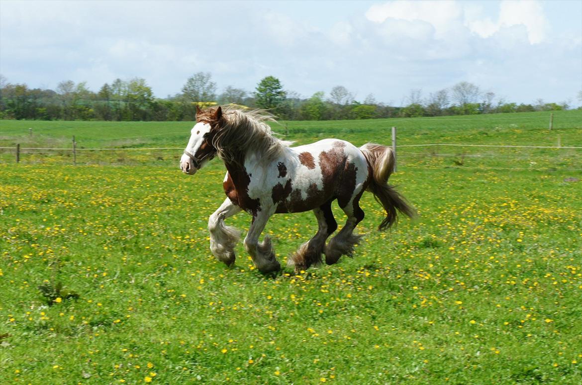 Tinker Angus Mac Oc billede 17