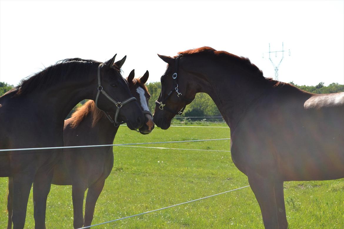 Dansk Varmblod Alby's Don De Luxe - Min solstråle!<3 billede 3