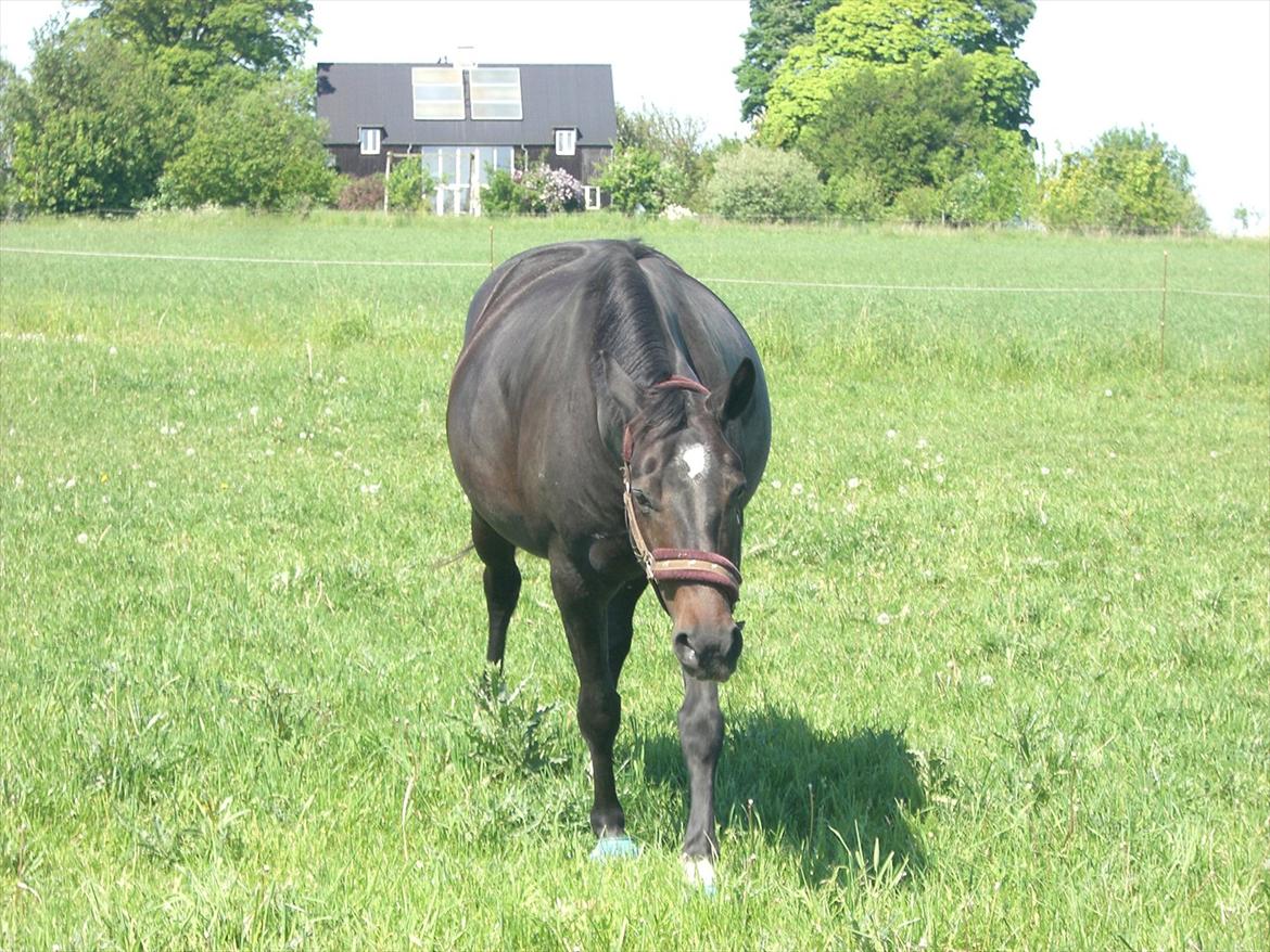 Dansk Varmblod Marita - Ultimo Maj 2012 på folden billede 12