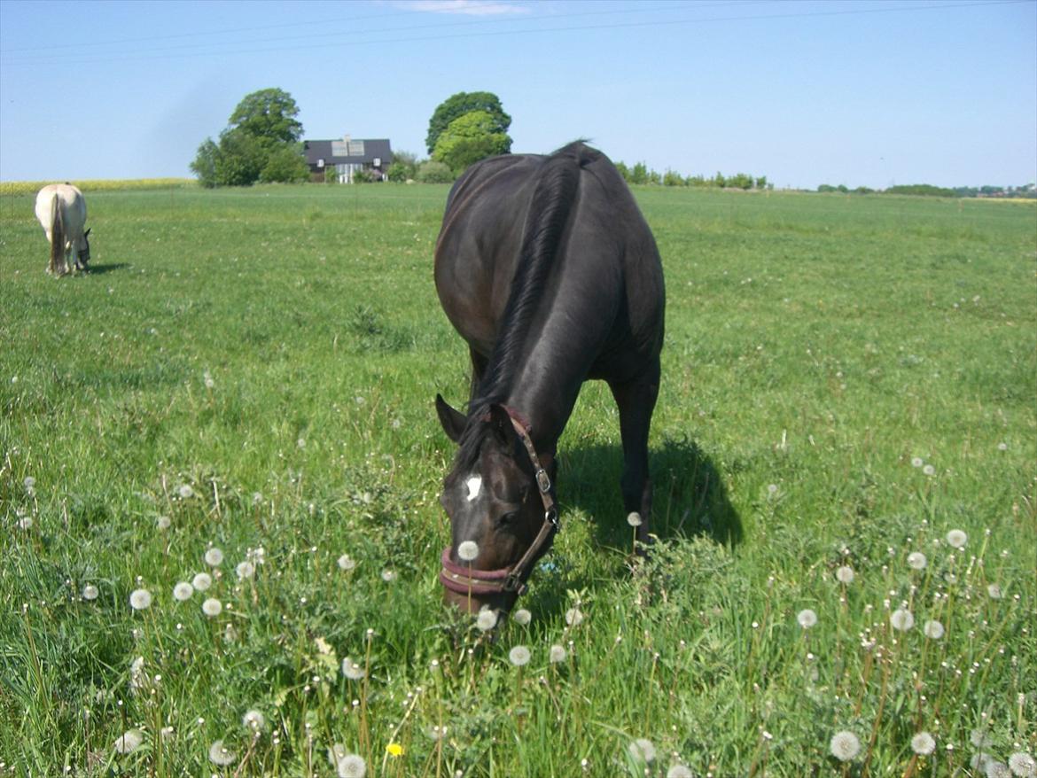 Dansk Varmblod Marita - Endnu et foldbillede Maj 2012 billede 13