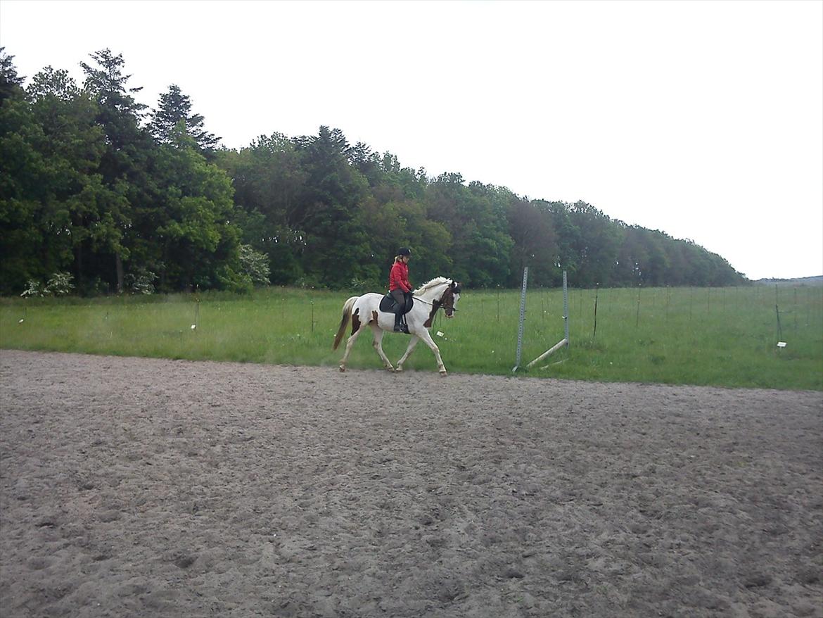 Pinto Hoelgaard's La Nelli - Søde Nelli. Hun er blevet så fin <3 Elsker hende <3<3 billede 16