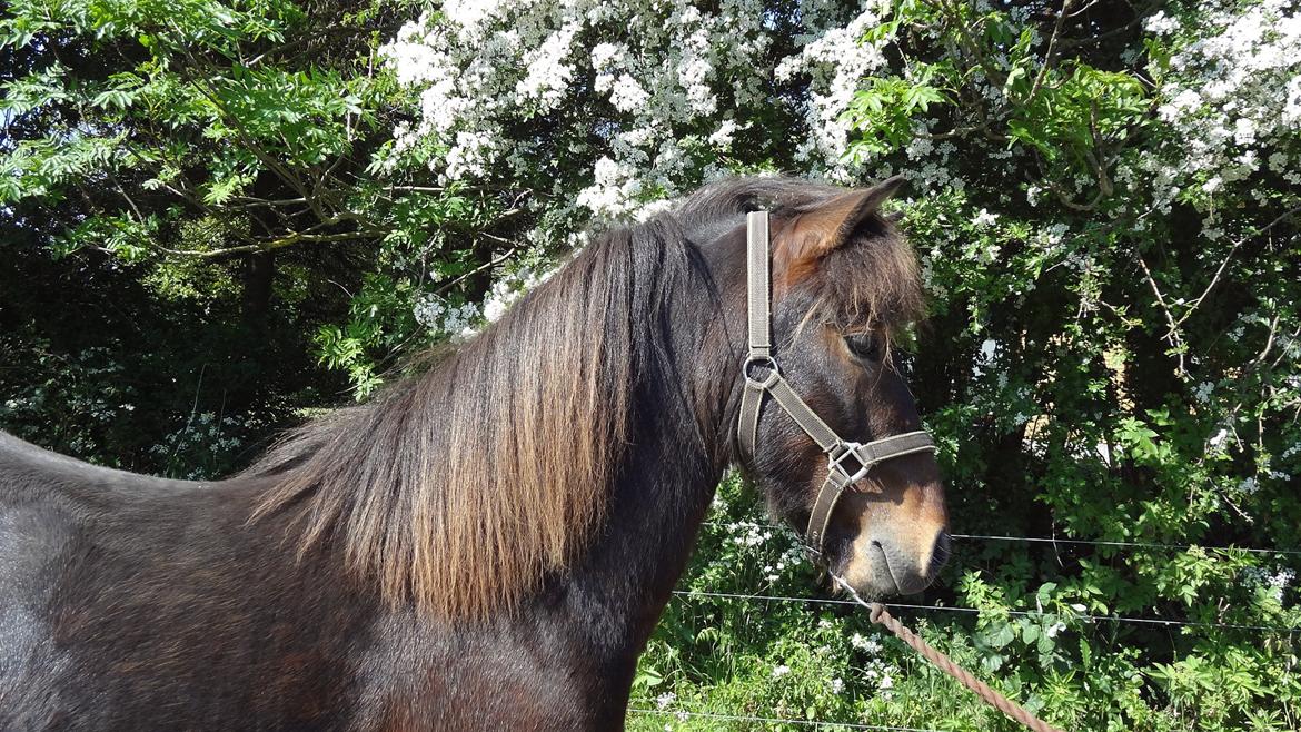 Islænder Magnús fra Töftum - Magnus som 2 års. Sommer 2012 billede 1
