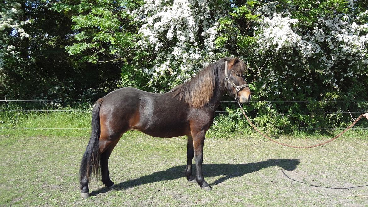 Islænder Magnús fra Töftum - Magnus som 2 års. Sommer 2012 billede 2