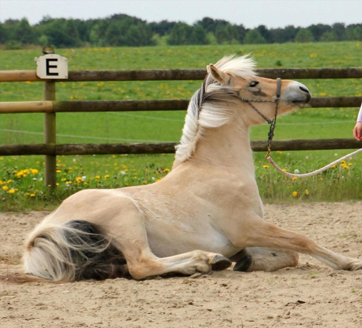 Fjordhest Dino Godthaab billede 9